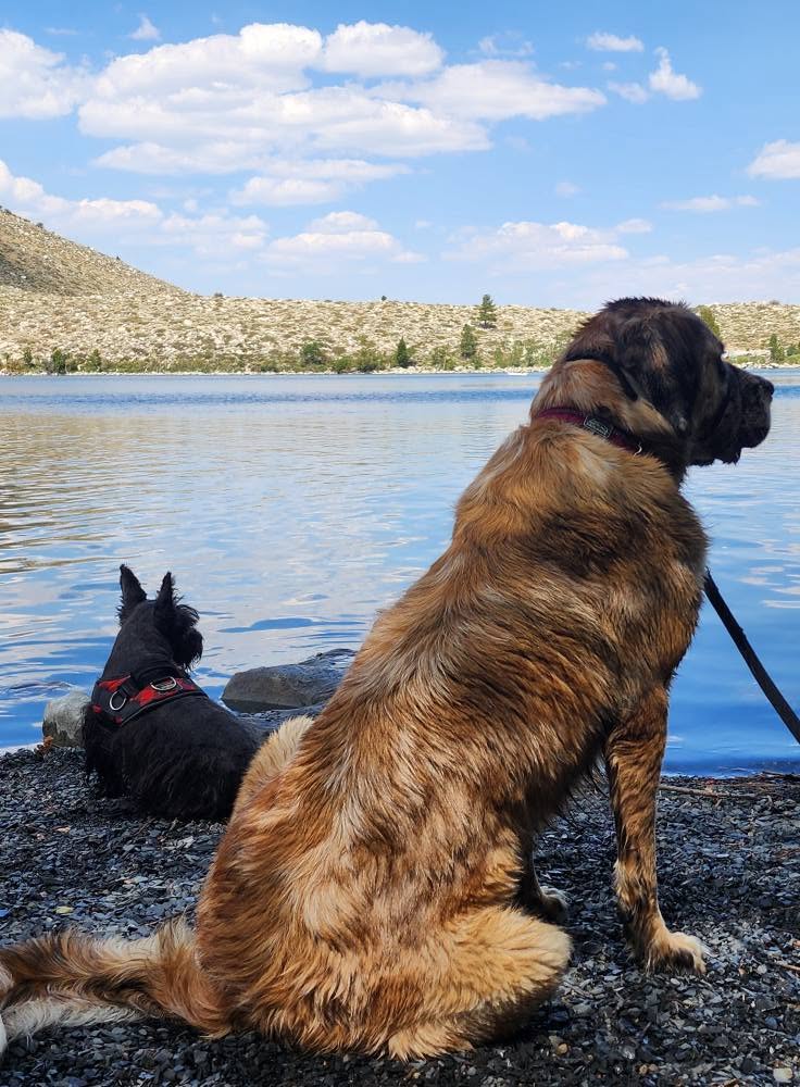 mamouth-dog-swimming