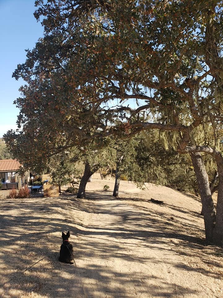 pasotree