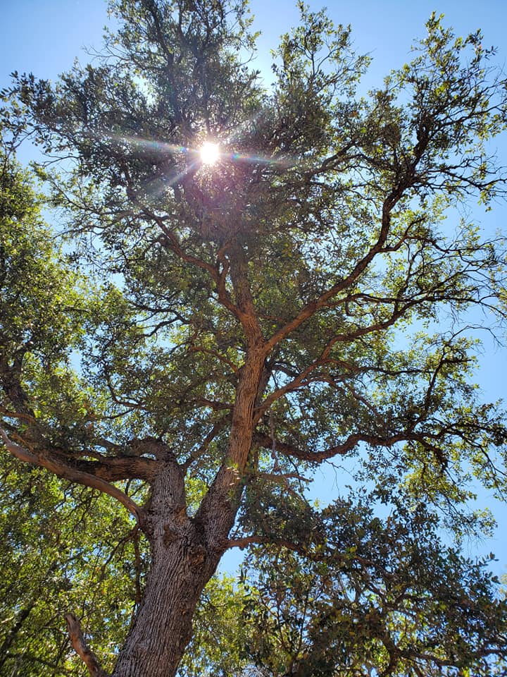juliantreelight